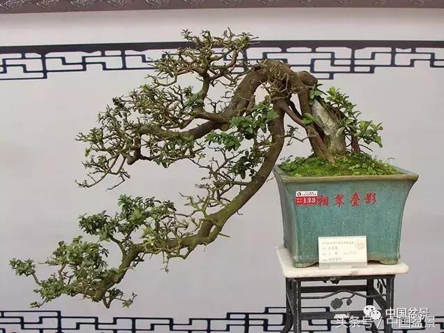 如何看待盆景的技法,盆景入坑的十大感受