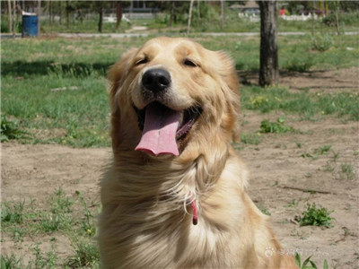 金毛犬如何训练小视频,金毛犬怎么训练泰迪