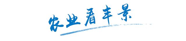 2018水稻价格黑稻,水稻行情2018年水稻价格