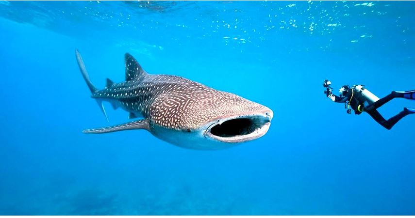 明星的马尔代夫之旅,明星去马尔代夫旅游