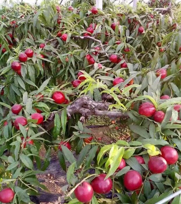 大棚油桃硬核期需要什么营养,大棚油桃经济效益