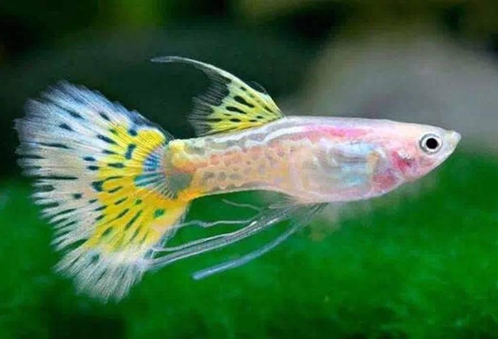 动物小百科鱼儿篇,动物小百科鱼儿篇凤尾鱼