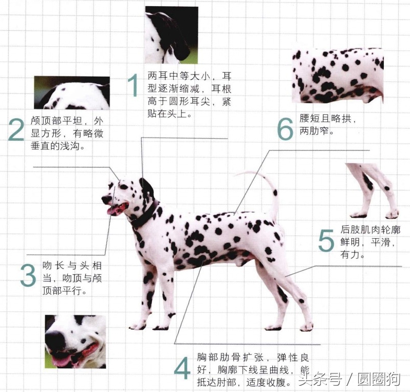 斑点狗大麦町犬为什么禁养,棕色斑点的大麦町犬