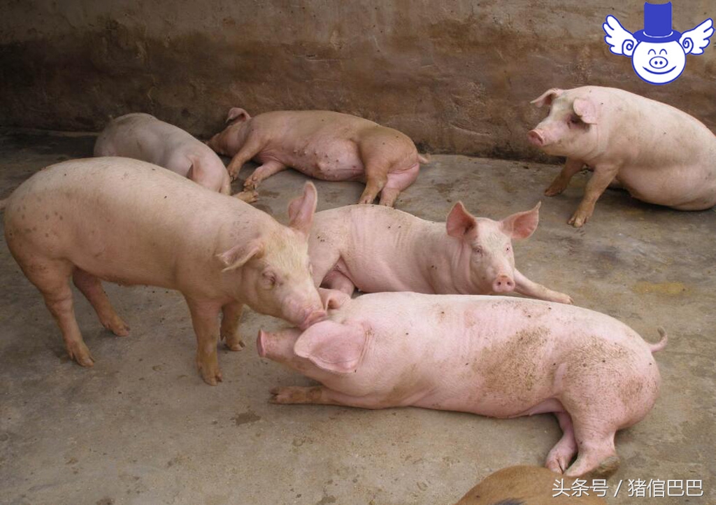 猪出现高烧不退死后全身发紫,猪喘气高烧不退拉硬屎