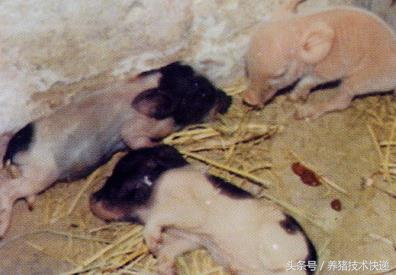 猪拉血便严重后期不食怎么处理,猪拉血便低温怎么处理