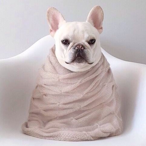 法国斗牛犬怎么护理皮肤,法国斗牛犬冬天要穿衣服吗