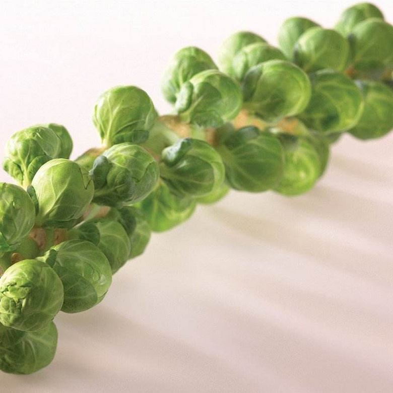 那么可爱想尝一尝