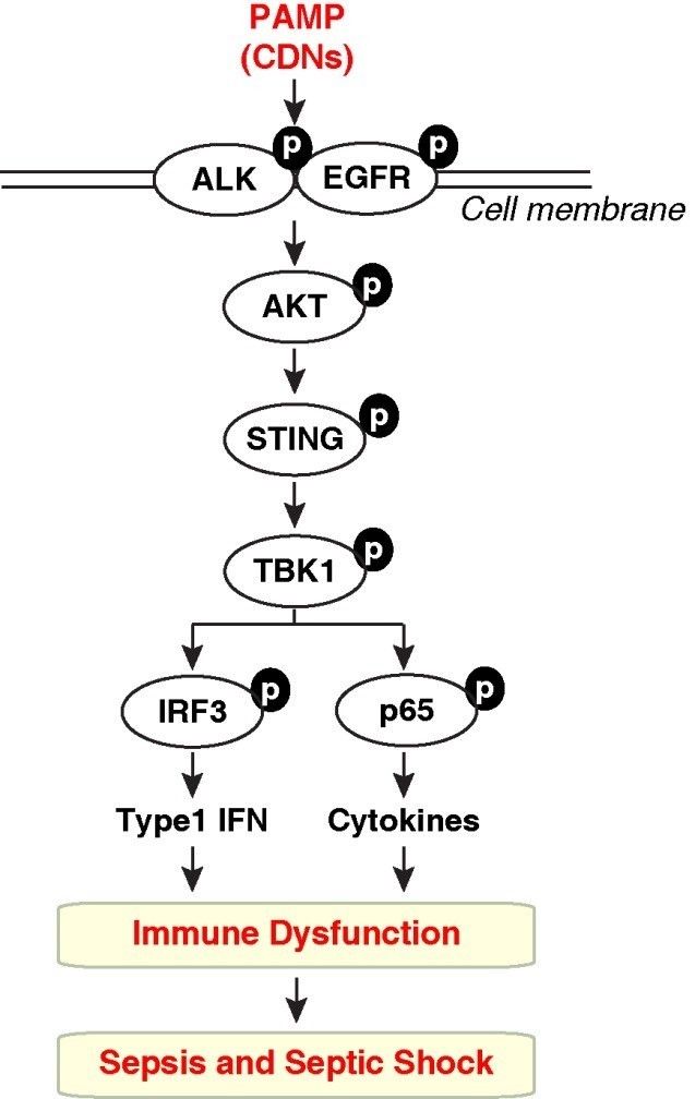 抗肿瘤药的最新研究进展,抗肿瘤治疗和姑息治疗
