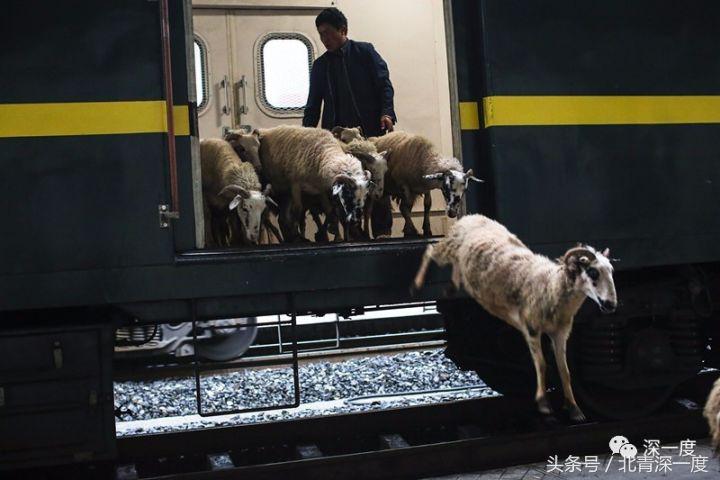 全中国最便宜的火车：票价2元起22年未涨，山羊和鸡群都能上车