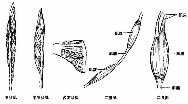 健身人应该了解的肌肉分类,健身需要了解的人体的肌肉分布图