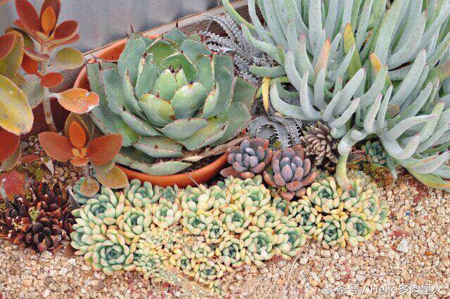 遇到多肉是我的幸运,我所遇见的多肉