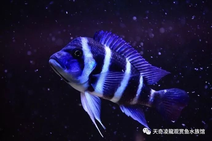 三湖慈鲷鱼缸造景石头摆法,三湖慈鲷鱼喜欢底砂和岩石