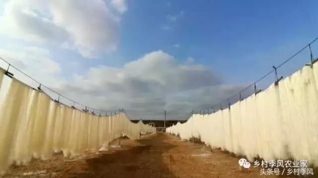 山东招远龙口粉丝的生产过程,山东龙口粉丝生产基地