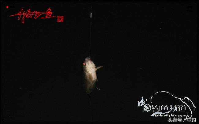 狂拉大板鲫的快乐,狂拉小鲫鱼钓鱼视频