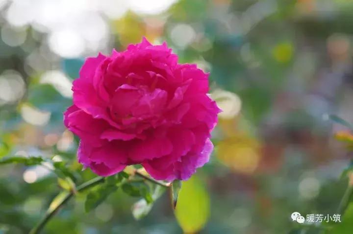 什么？你说欧月中还有日本月季？