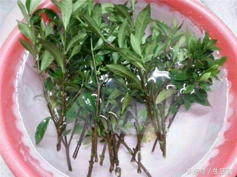 扦插不浇水容易出根,扦插不晾根能活么