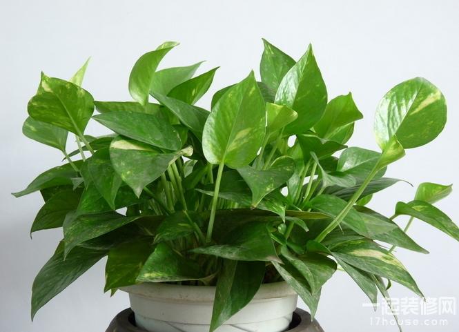 新装修好的房子需要买哪些必需品,新装修的房子卧室放什么植物最好