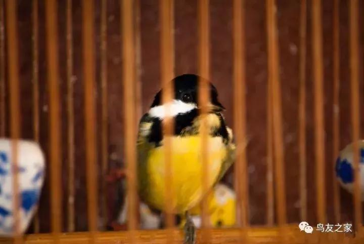黄腹山雀跟人亲人吗,黄腹山雀成年鸟