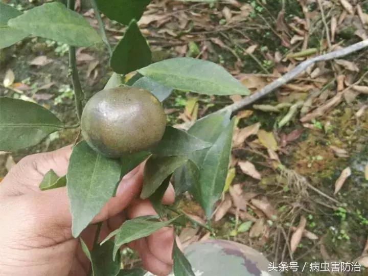 锈皮果味酸、皮厚，不能食用！防好锈壁虱是件大事