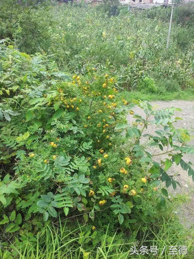 泸州深山老林景区,隐藏的世外桃源山中奇观