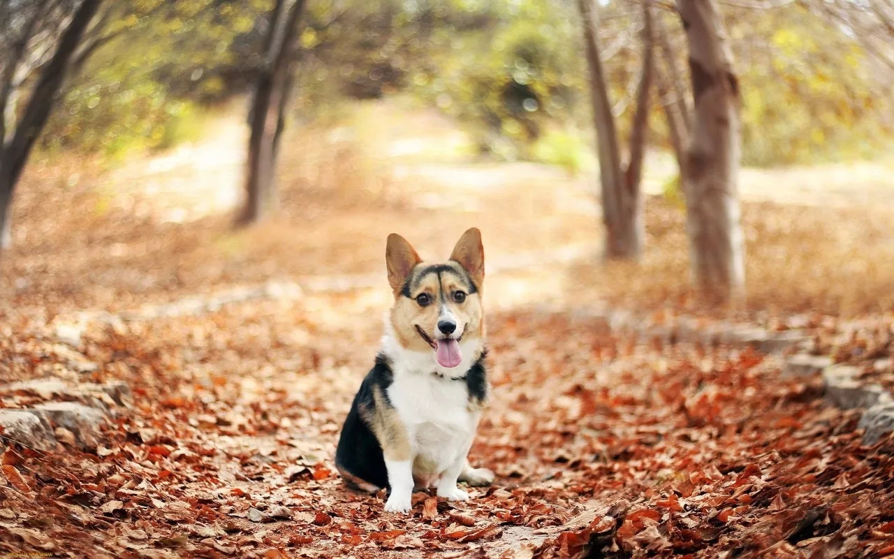 短腿美图,高清小短腿美图