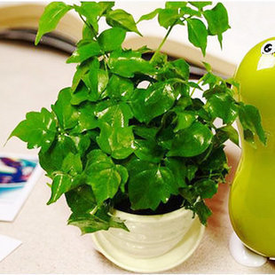 盆栽平安树黄叶怎么回事,平安树叶子下垂干枯掉落怎么办