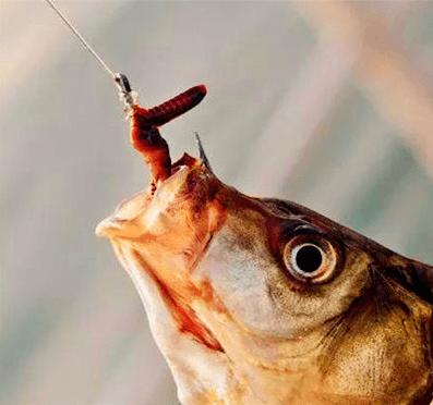 泡沫箱养蚯蚓钓鱼最佳方法,秋天用蚯蚓钓鱼效果好不好