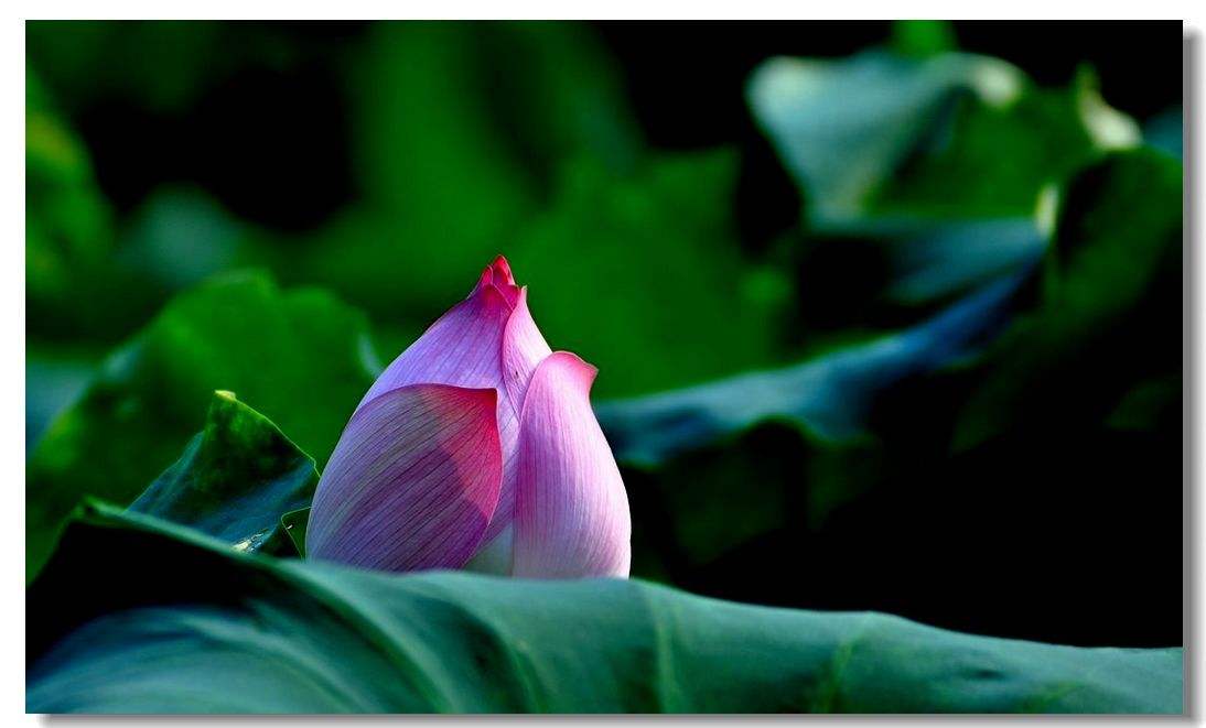 当年不肯嫁春风无端被秋风所误,说不尽的遗憾与自怜