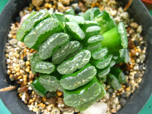 如果你能拥有任何一样东西,如果你能够拥有一栋别墅