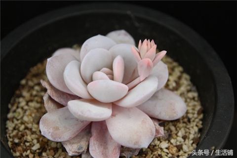 景天科1000种多肉植物图鉴,常见的景天科多肉植物的名称