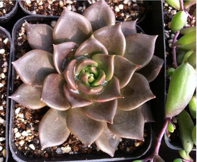 夏天也可以放心入手的多肉,夏天容易出状态的多肉