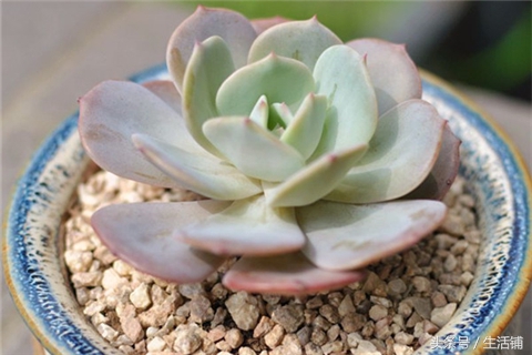 景天科1000种多肉植物图鉴,常见的景天科多肉植物的名称