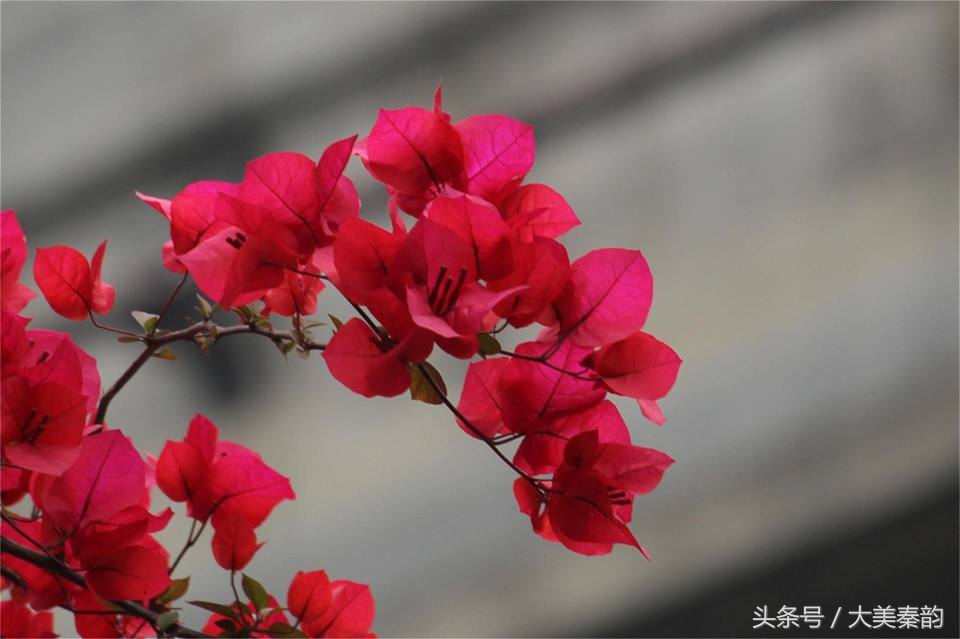 全国各地市花大全,各地市花是什么花