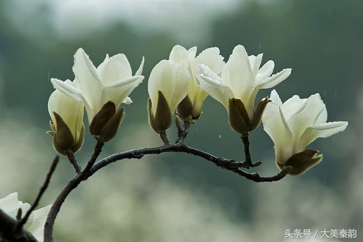 全国各地市花大全,各地市花是什么花