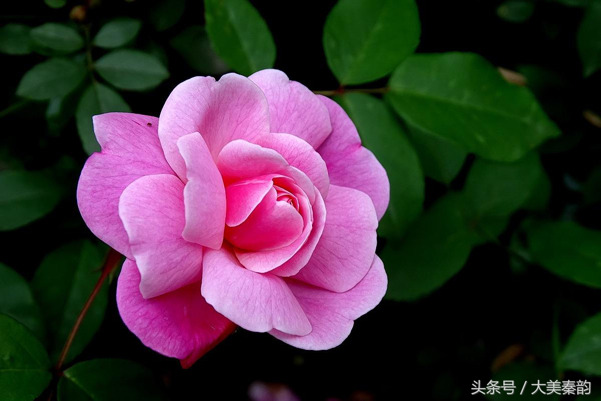 全国各地市花大全,各地市花是什么花