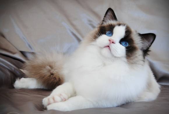 吸猫大赛第一名,吸猫大赛白喵