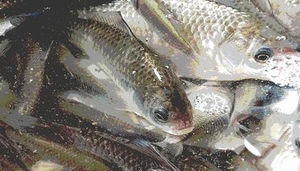 炖鱼汤尝起来醋多该怎么办,炖鱼汤咸了怎么补救