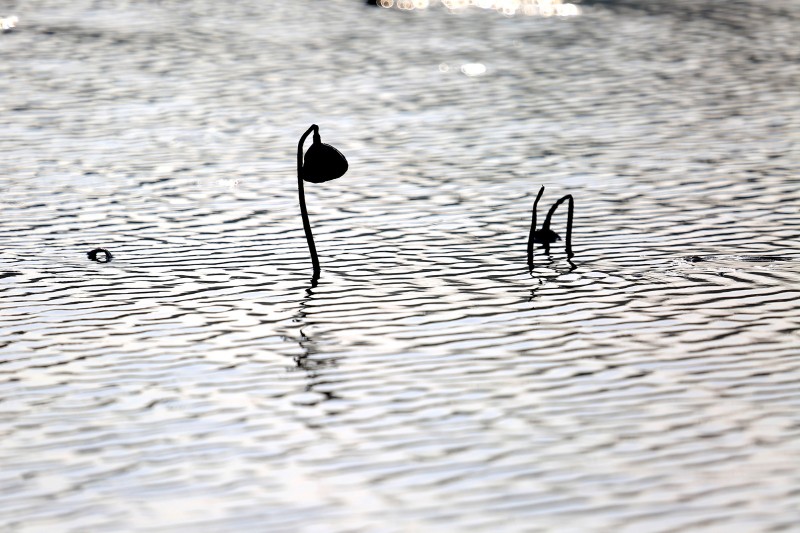 荷花依然淡淡香,走过四季荷花依然香下一句