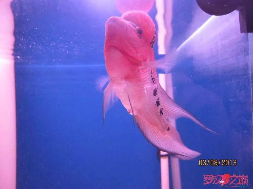 慢性肠炎的症状表现及治疗方法,慢性肠炎用中医还是西医治疗好