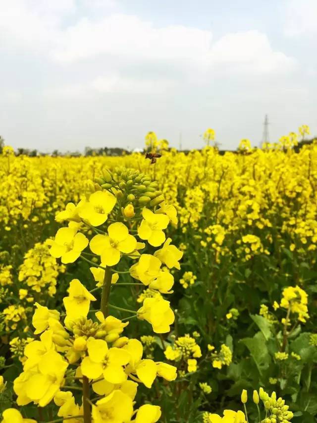 福利春季晒花大赛开始投票啦，价值万元好礼等你来拿！（后附石象湖门票中奖名单）