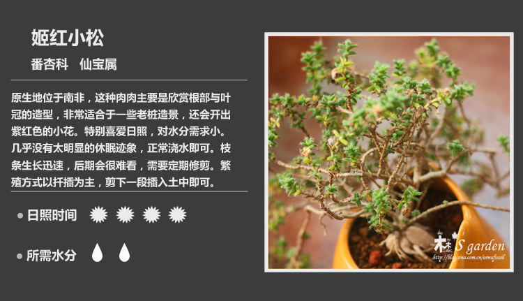 史上最全的多肉植物名字对照图，终于找齐了！