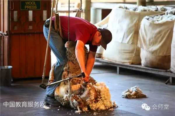中国教育服务网：澳洲游记-羊毛是这样剪成的