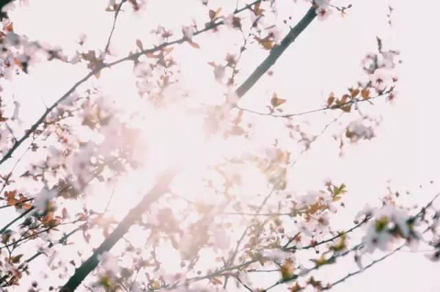 福利春季晒花大赛开始投票啦，价值万元好礼等你来拿！（后附石象湖门票中奖名单）