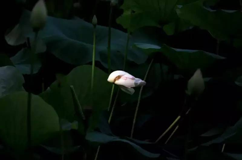 荷花依然淡淡香,走过四季荷花依然香下一句