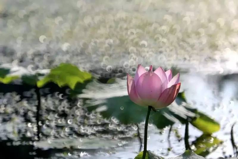 荷花依然淡淡香,走过四季荷花依然香下一句