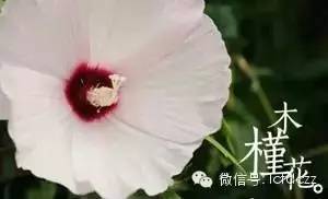 春季野菜采摘图解高清图片,春季野菜多种做法