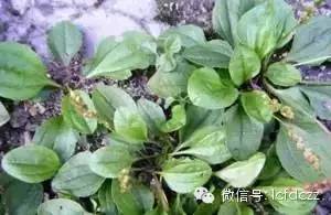 春季野菜采摘图解高清图片,春季野菜多种做法