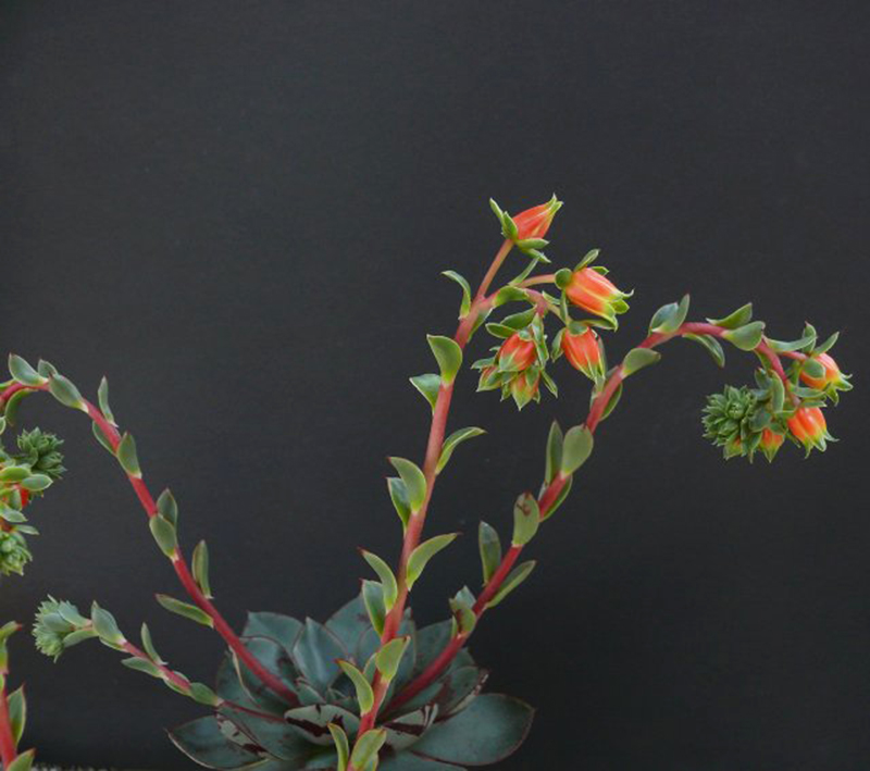 罗西玛种类,罗西玛多肉杂交品种