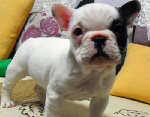 法国斗牛犬多少一只,法国斗牛犬要剪毛吗