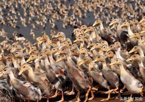 养殖鸭一年能产多少蛋,肉鸭一年养几批